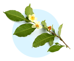 Camellia Sinensis green tea extract — thermogenesis and catechin support in AquaBurn