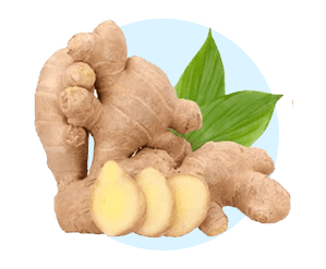 Ginger root — Ayurvedic thermogenesis booster for digestion and fat burning in AquaBurn
