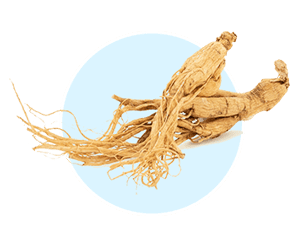 Panax Ginseng root — 2000 year old Chinese medicine for thermogenesis and energy in AquaBurn