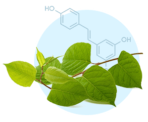 Resveratrol from Japanese Knotweed — thermogenic brown fat boosting ingredient in AquaBurn supplement