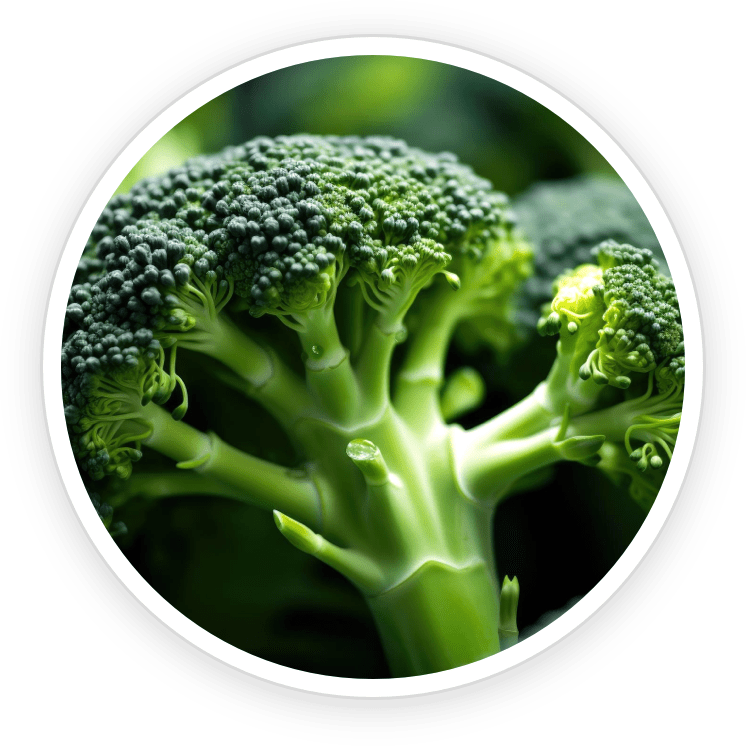 Sulforaphane — broccoli sprout compound in LipoSlend