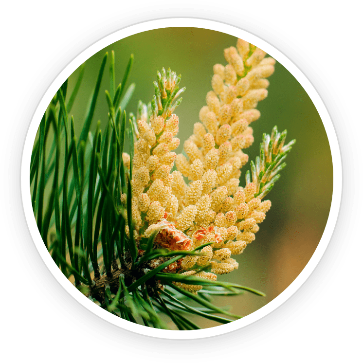 Pine Pollen Extract in LipoSlend