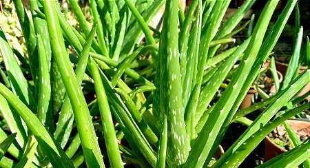 Aloe Vera