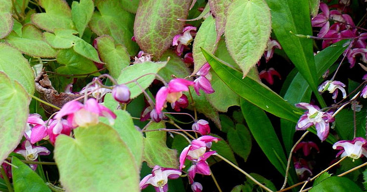 Epimedium Horny Goat Weed