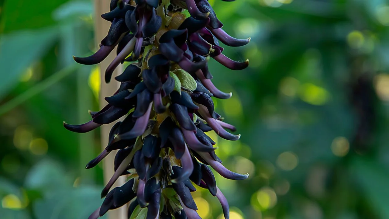 Mucuna Pruriens - Velvet Bean