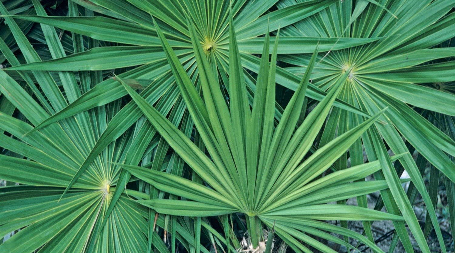 Saw Palmetto