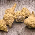 Maca Root Extract (Lepidium meyenii) — energy adaptogen ingredient in Meta Melt