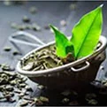 Green Tea Leaf Extract (Camellia sinensis) — thermogenic metabolism ingredient in Meta Melt