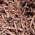 Forskolin Root Extract (Coleus forskohlii) — fat metabolism ingredient in Meta Melt