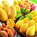 African Mango Fruit Extract (Irvingia gabonensis) — appetite support ingredient in Meta Melt